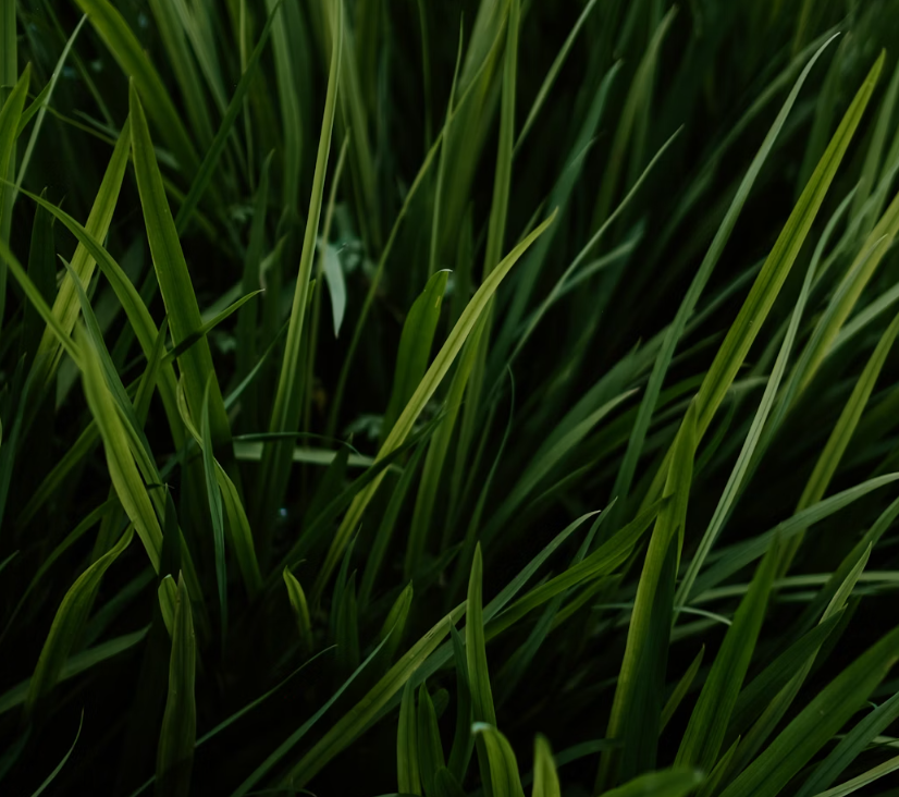 Grass